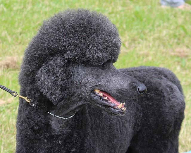 Dog grooming portfolio image showing a refreshed coat and tidy pet spa finish