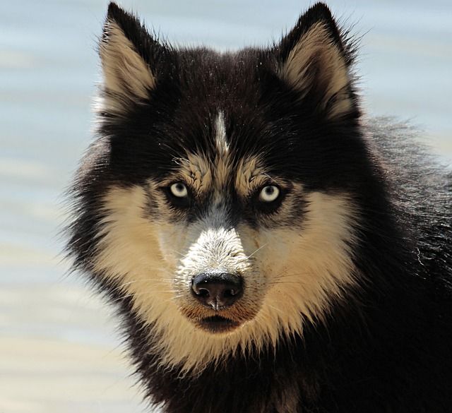 Lead dog groomer focused on coat shaping and calm handling